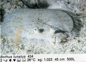 Bothus lunatus